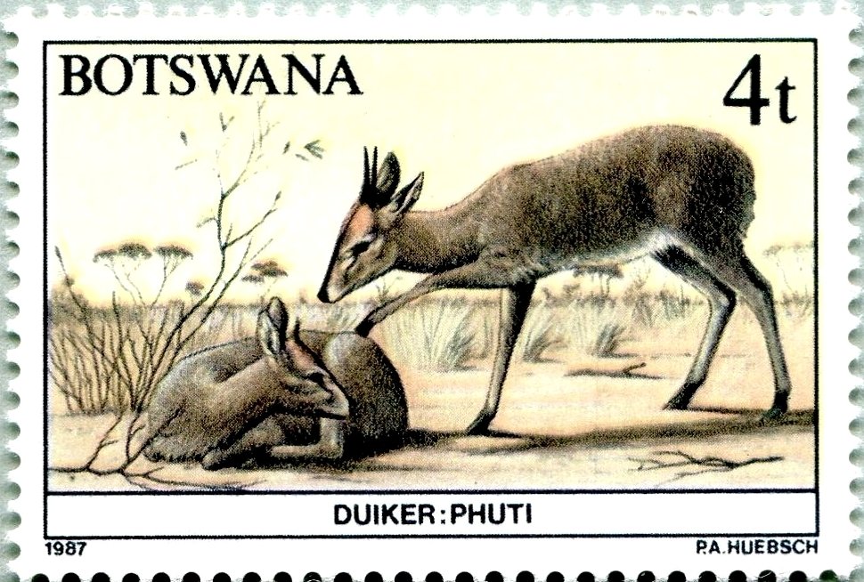 Duiker