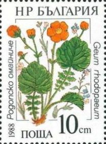 Geum rhodopaeum