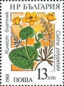 Marsh marigold