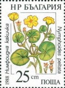Nymphoides peltata