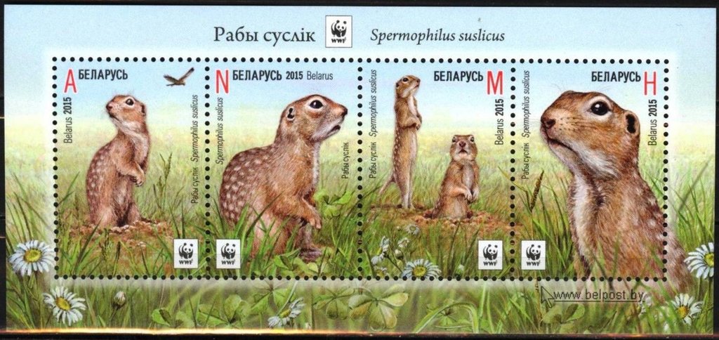 Speckled Ground Squirrel (Spermophilus suslicus)