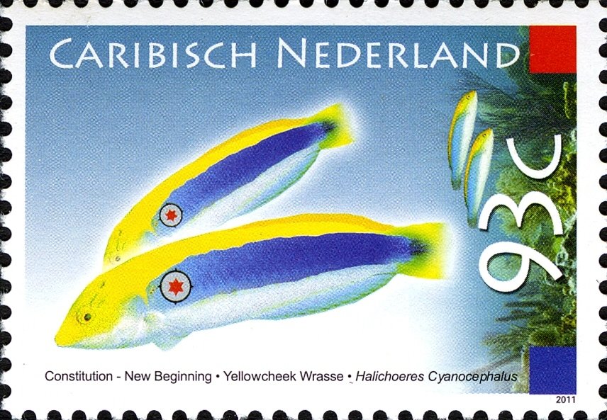 Yellowcheek Wrasse (Halichoeres cyanocephalus