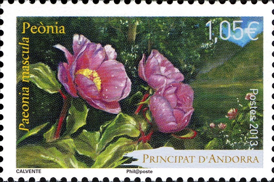 Wild Peony (Paeonia mascula)