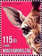 Giraffe (Giraffa camelopardalis)
