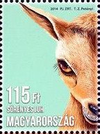 Barbary Sheep (Ammotragus lervia)