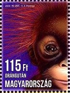 Sumatran Orangutan (Pongo abelii)