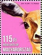 Blackbuck (Antilope cervicapra)