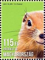 Stamp, Prairie Dog (Cynomys sp.), Hungary,  , Mammals, Animals (Fauna)