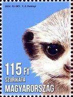 Meerkat (Suricata suricatta)