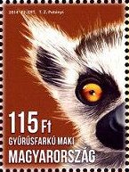 Ring-tailed Lemur (Lemur catta)