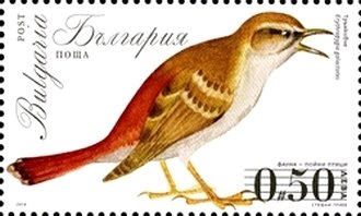 Rufous-tailed Scub Robin (Erythropygia galactotes)