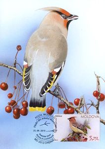 Bohemian Waxwing (Bombycilla Garrulus)
