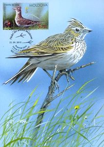 Maxi Cards, Eurasian Skylark (Alauda Arvensis), Moldova,  , Birds