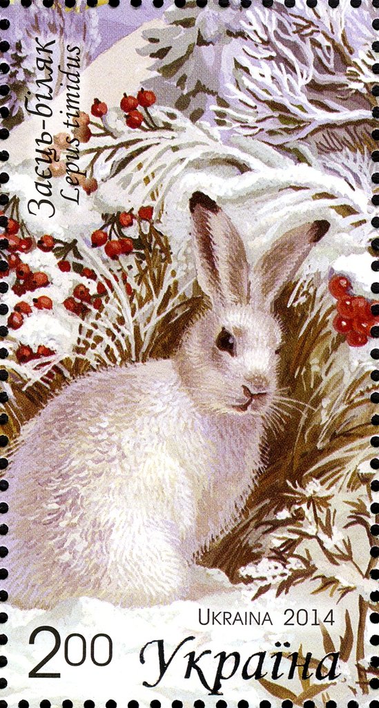 Mountain Hare