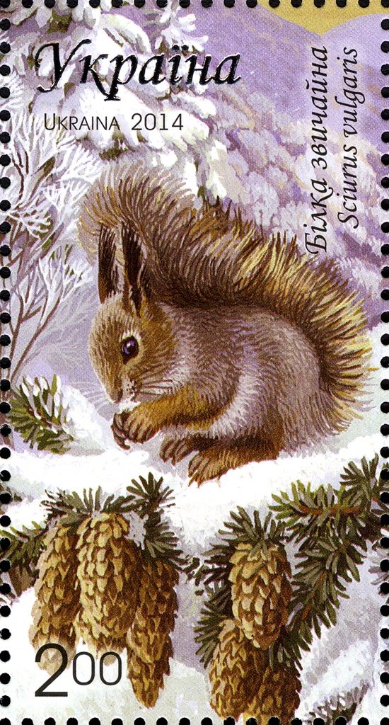 Red Squirrel
