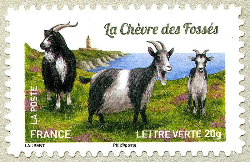 Fossès Goat (Capra aegagrus hircus)