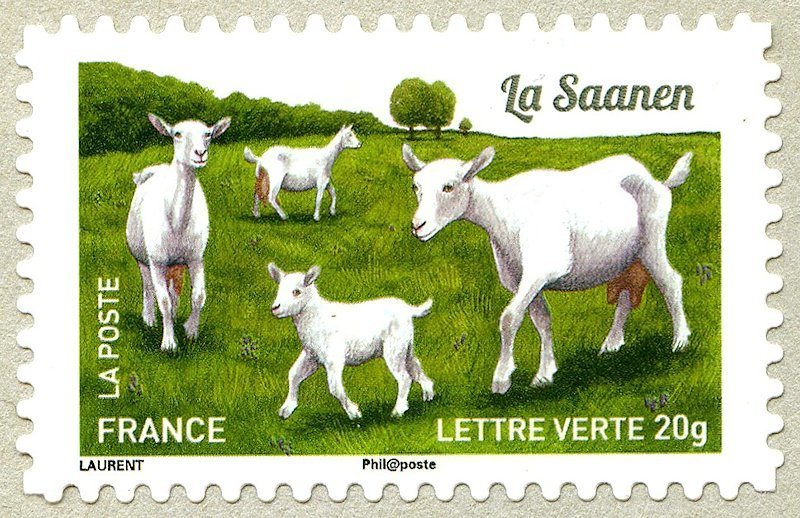Saanen Goat (Capra aegagrus hircus)
