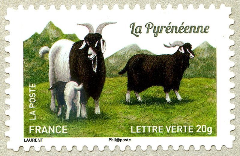 Pyrenean Goat (Capra aegagrus hircus)