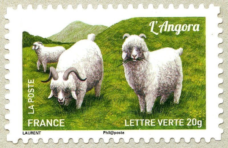 Angora Goat (Capra aegagrus hircus)
