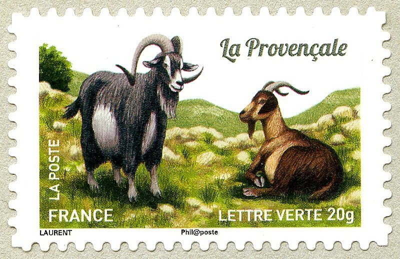 Provençale (Capra aegagrus hircus)