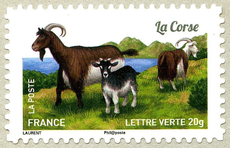 Corse Goat (Capra aegagrus hircus)