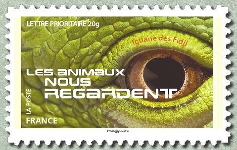 Fiji Banded Iguana (Brachylophus fasciatus)