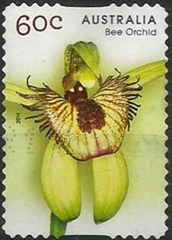 Bee Orchid