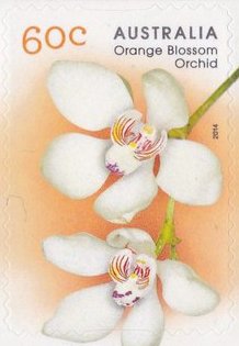Orange-blossom Orchid