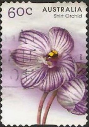 Shirt Orchid