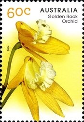 Golden Rock Orchid