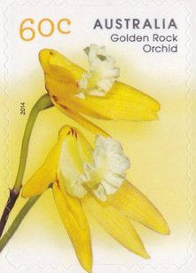 Golden Rock Orchid