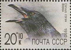 Common Raven (Corvus corax)