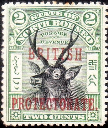 Sambar Deer (Cervus unicolor)