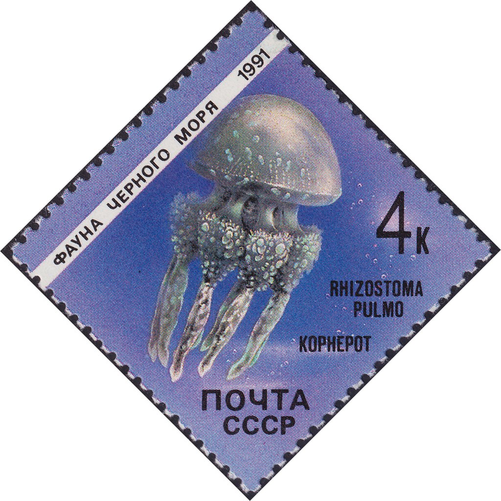 Jellyfish (Rhizostoma pulmo)