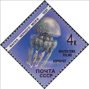 Stamp, Jellyfish (Rhizostoma pulmo), Soviet Union, USSR,  , Animals (Fauna), Jellyfish
