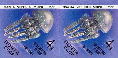 Jellyfish (Rhizostoma pulmo)