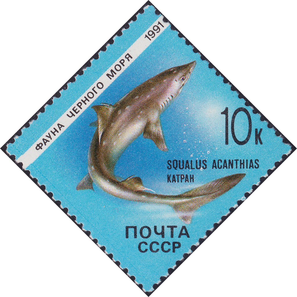 Spurdog (Squalus acanthias)