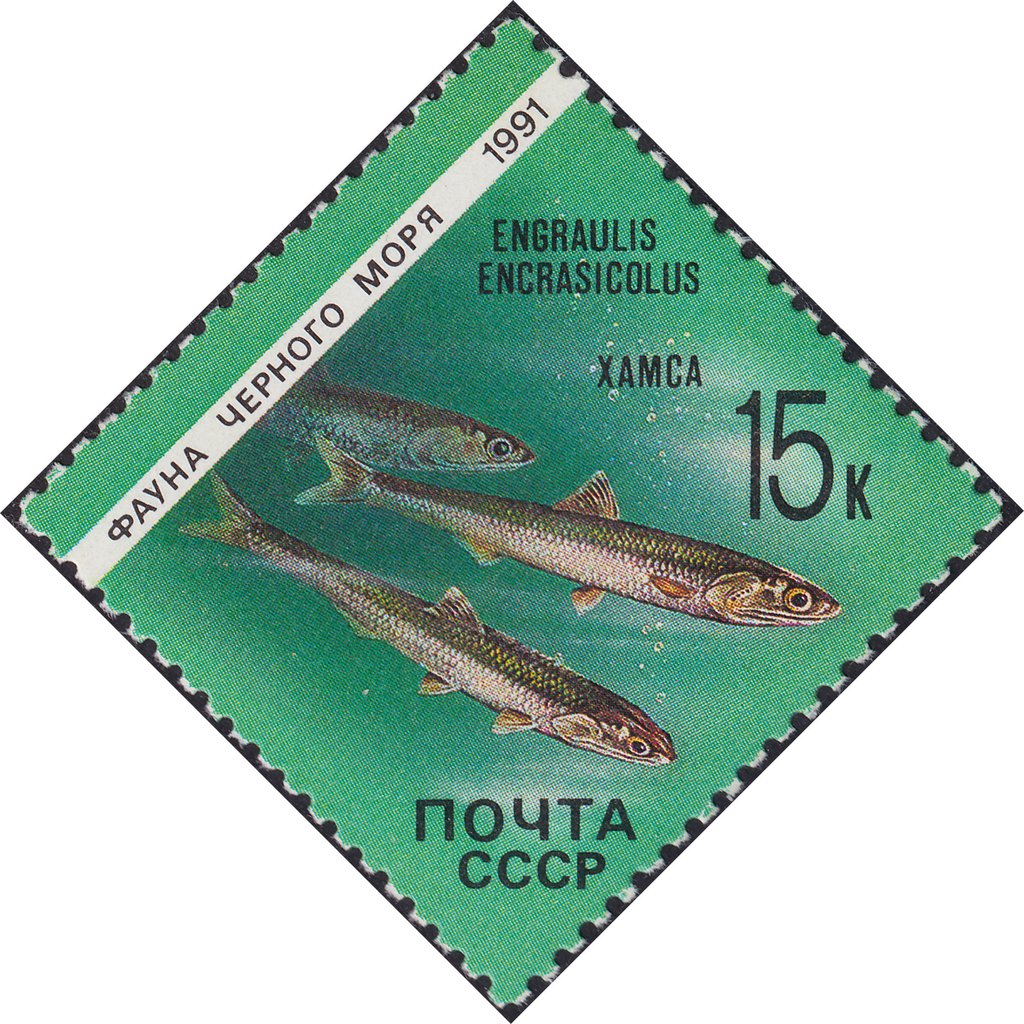 European anchovy (Engraulis encrasicolus)