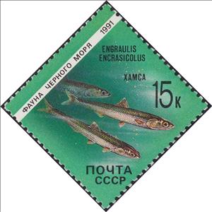 Stamp, European anchovy (Engraulis encrasicolus), Soviet Union, USSR,  , Fishes