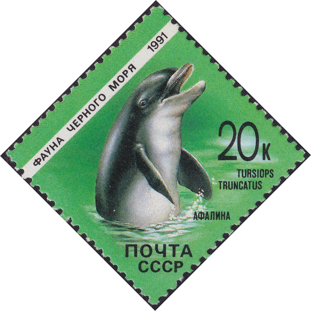Common Bottlenose Dolphin (Tursiops truncatus)