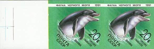 Common Bottlenose Dolphin (Tursiops truncatus)