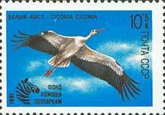 White Stork (Ciconia ciconia)