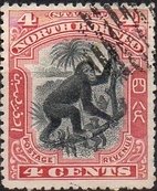 Bornean Orangutan (Pongo pygmaeus)