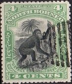 Bornean Orangutan (Pongo pygmaeus)