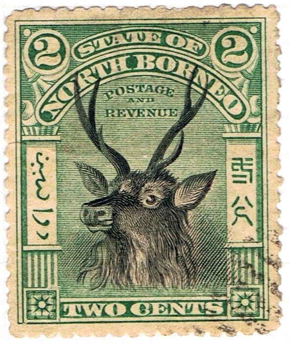 Sambar Deer (Cervus unicolor)