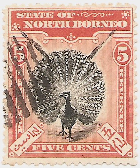 Great Argus Pheasant (Argusianus argus)
