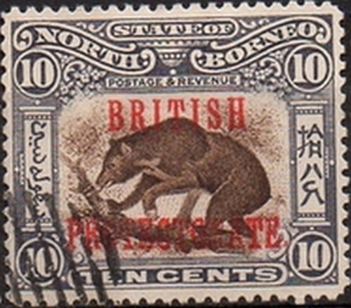 Sun Bear (Ursus malayanus)