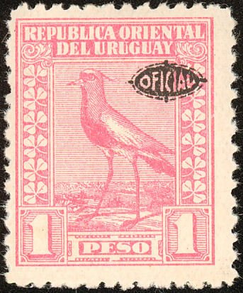Southern Lapwing (Vanellus chilensis)