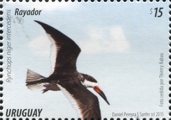 Stamp, Black Skimmer (Rynchops niger intercedens), Uruguay,  , Fauna, Birds
