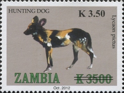 Hunting Dog